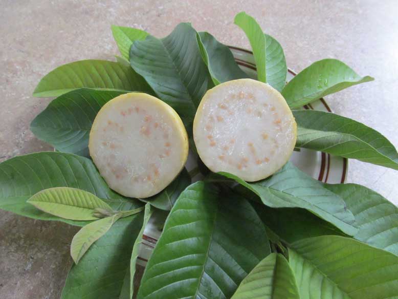 Peruvian White Tropical Guava Tree • Just Fruits and Exotics