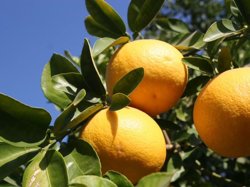 21 Hamlin Orange & Meyer Lemon Cocktail Tree Just Fruits and Exotics