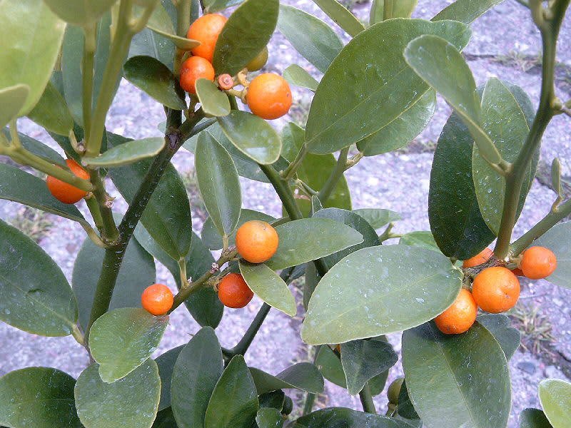 Meiwa Kumquat Tree — Just Fruits and Exotics