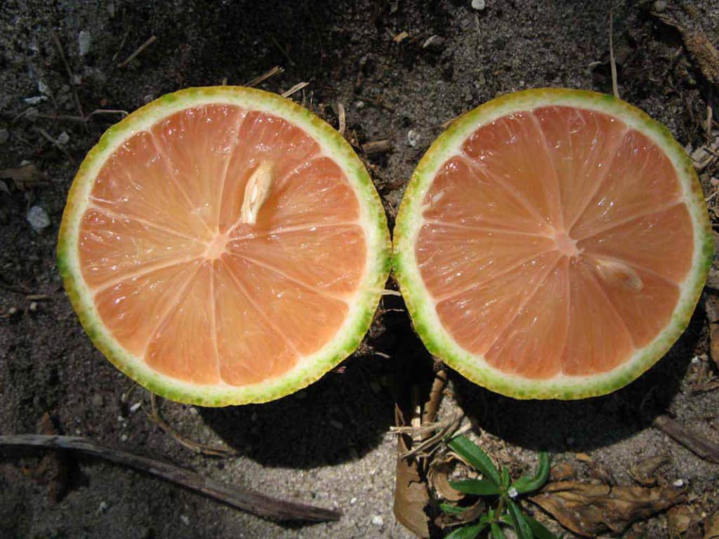 Variegated Pink Fleshed Eureka Lemon Tree — Just Fruits and Exotics