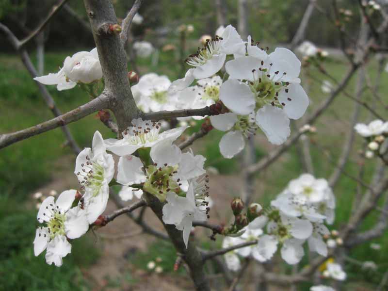 Gutherie Chickasaw Plum Tree Just Fruits and Exotics