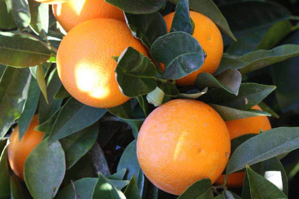 21 Hamlin Orange & Meyer Lemon Cocktail Tree • Just Fruits and Exotics