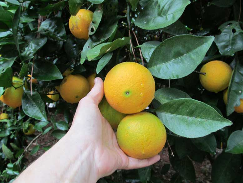 Navel Orange Tree • Just Fruits and Exotics