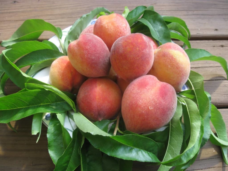 Junegold Peach Tree — Just Fruits and Exotics
