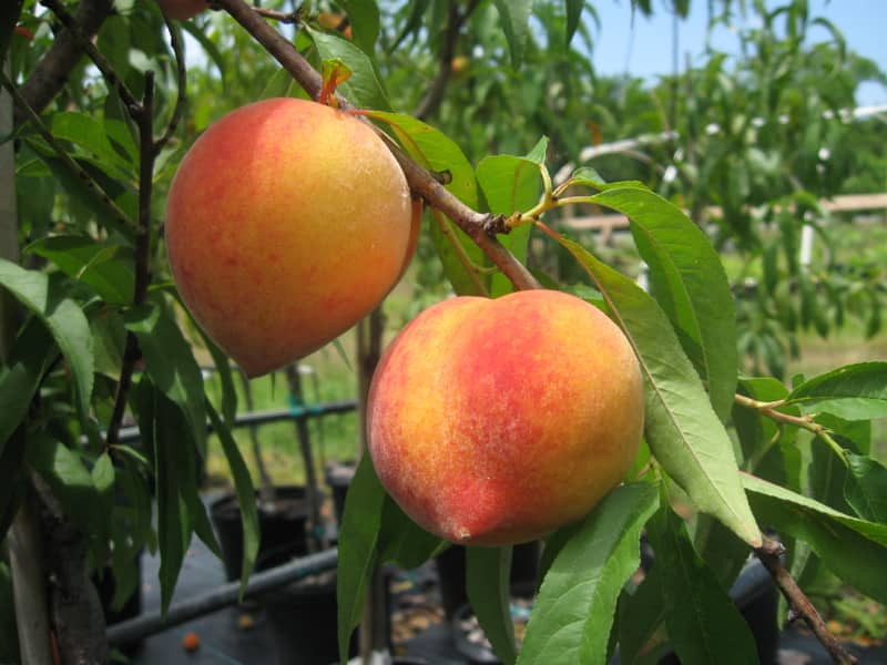 Junegold Peach Tree — Just Fruits and Exotics