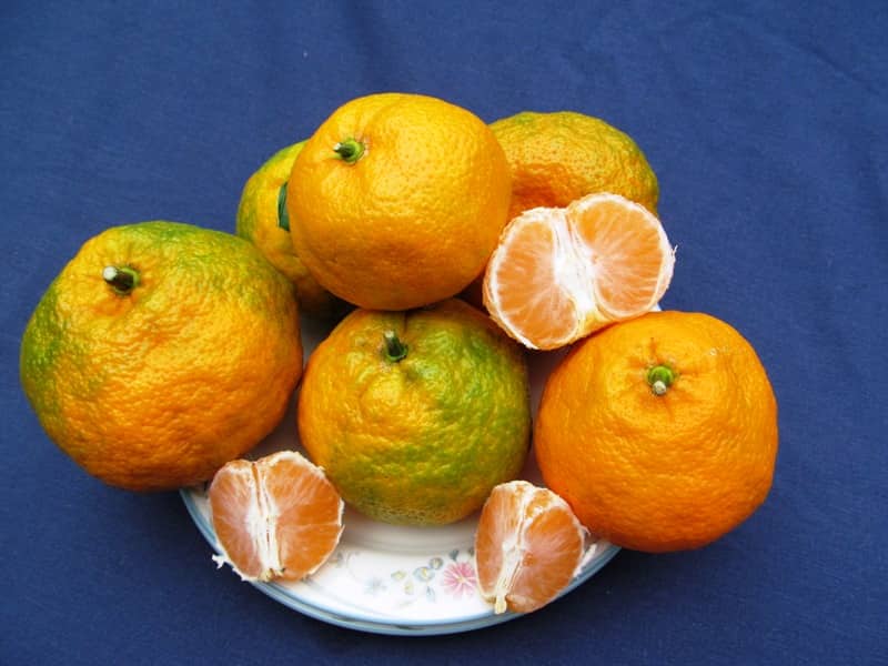 Brown Select Satsuma Tangerine Tree • Just Fruits and Exotics