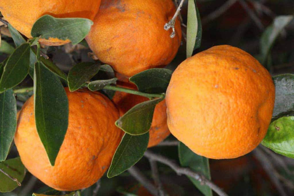 Dancy Tangerine Tree • Just Fruits and Exotics