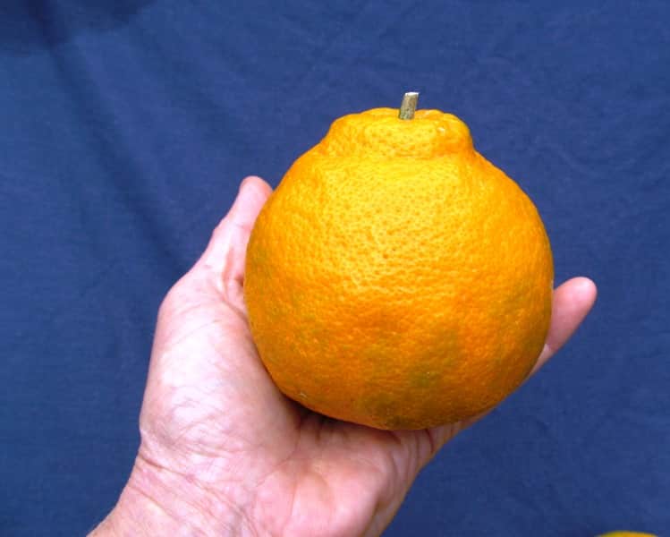 Xie Shan Satsuma Tangerine Tree • Just Fruits and Exotics