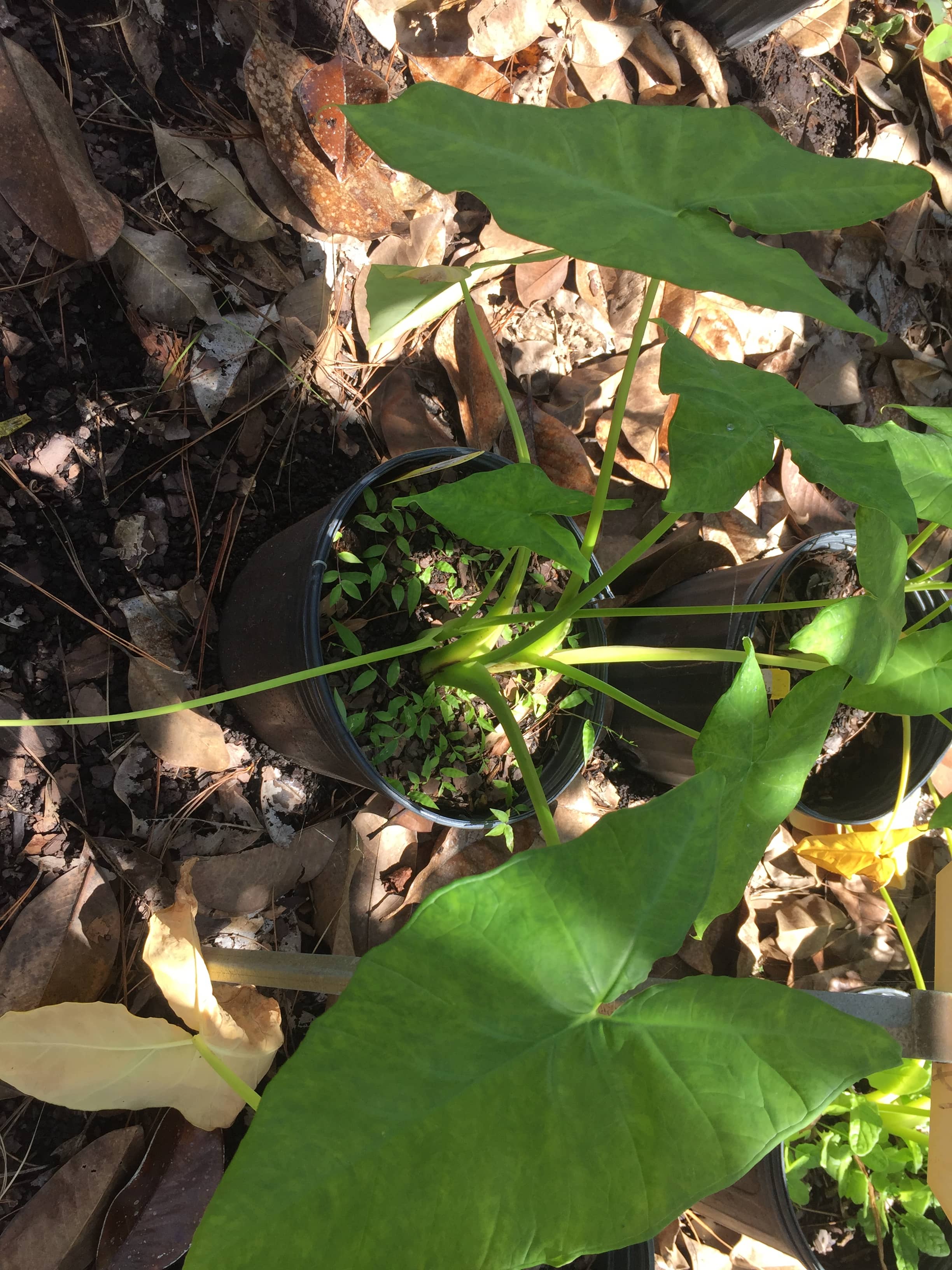 Elephant Ear Care Zone 7 / Elephant Ear 'Sumo' (Alocasia hybrid