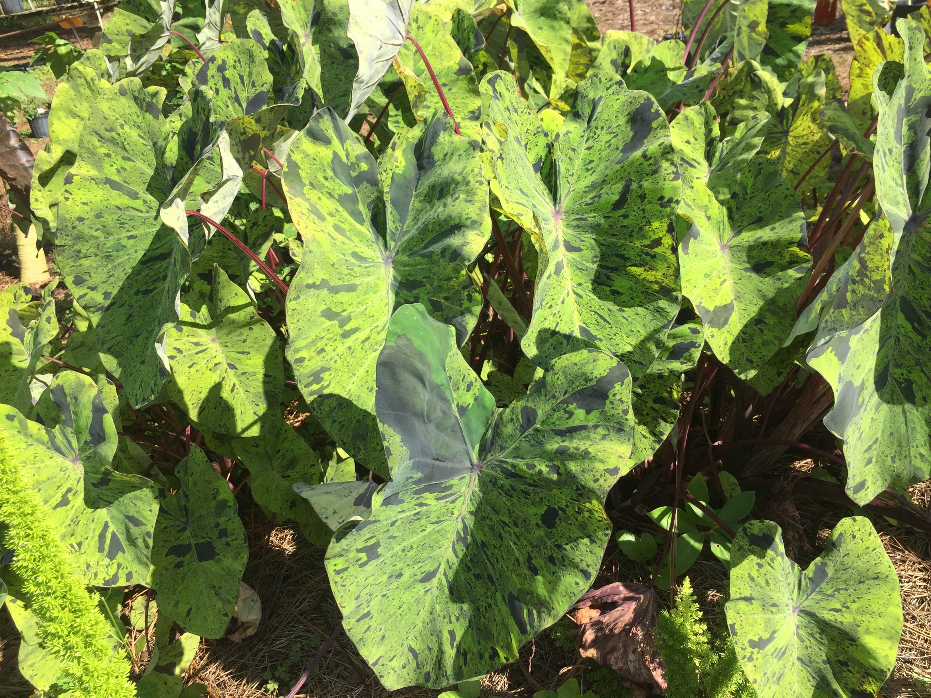 Mojito Elephant Ear Taro Plant • Just Fruits and Exotics