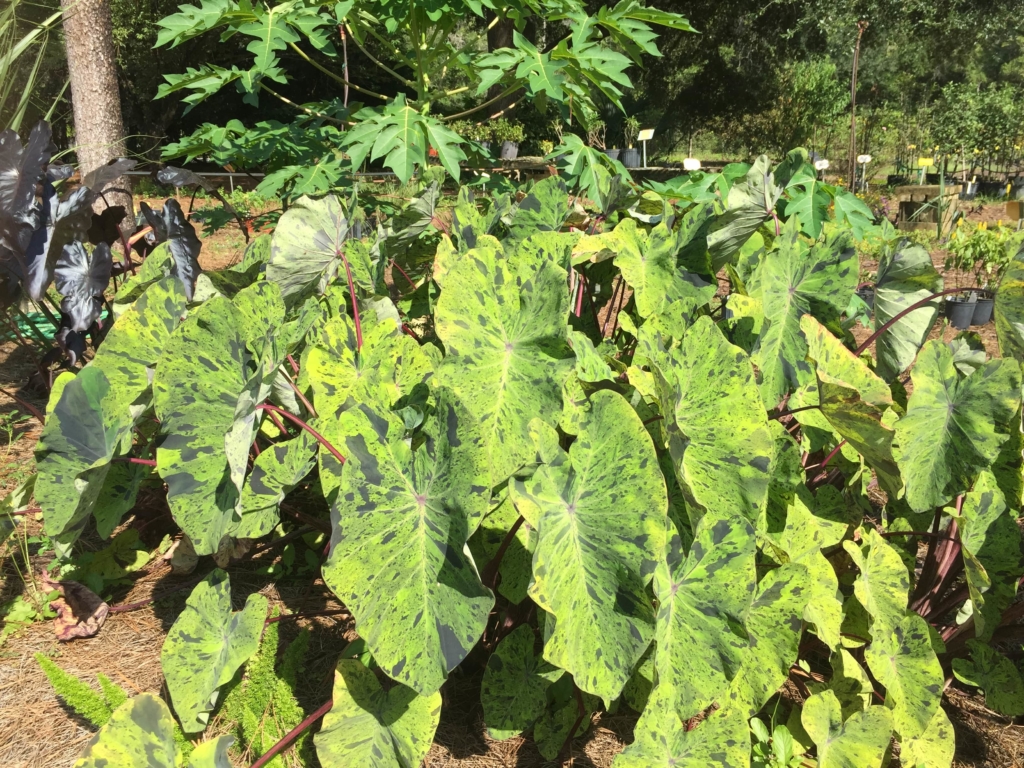 Mojito Elephant Ear Taro Plant • Just Fruits and Exotics