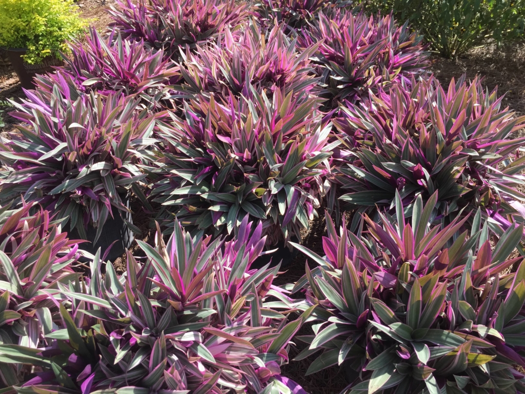 Variegated Oyster Plant • Just Fruits and Exotics
