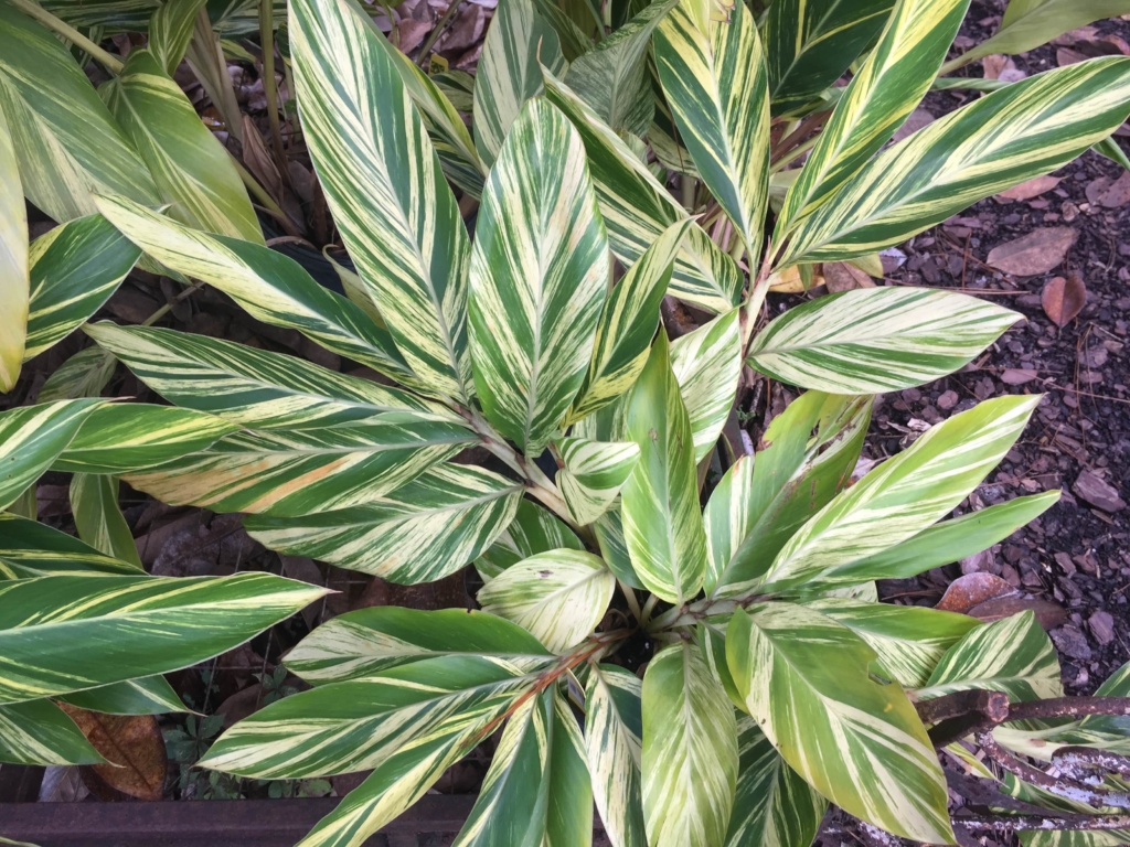 Variegated Shell Ginger Tropical Perennial • Just Fruits and Exotics