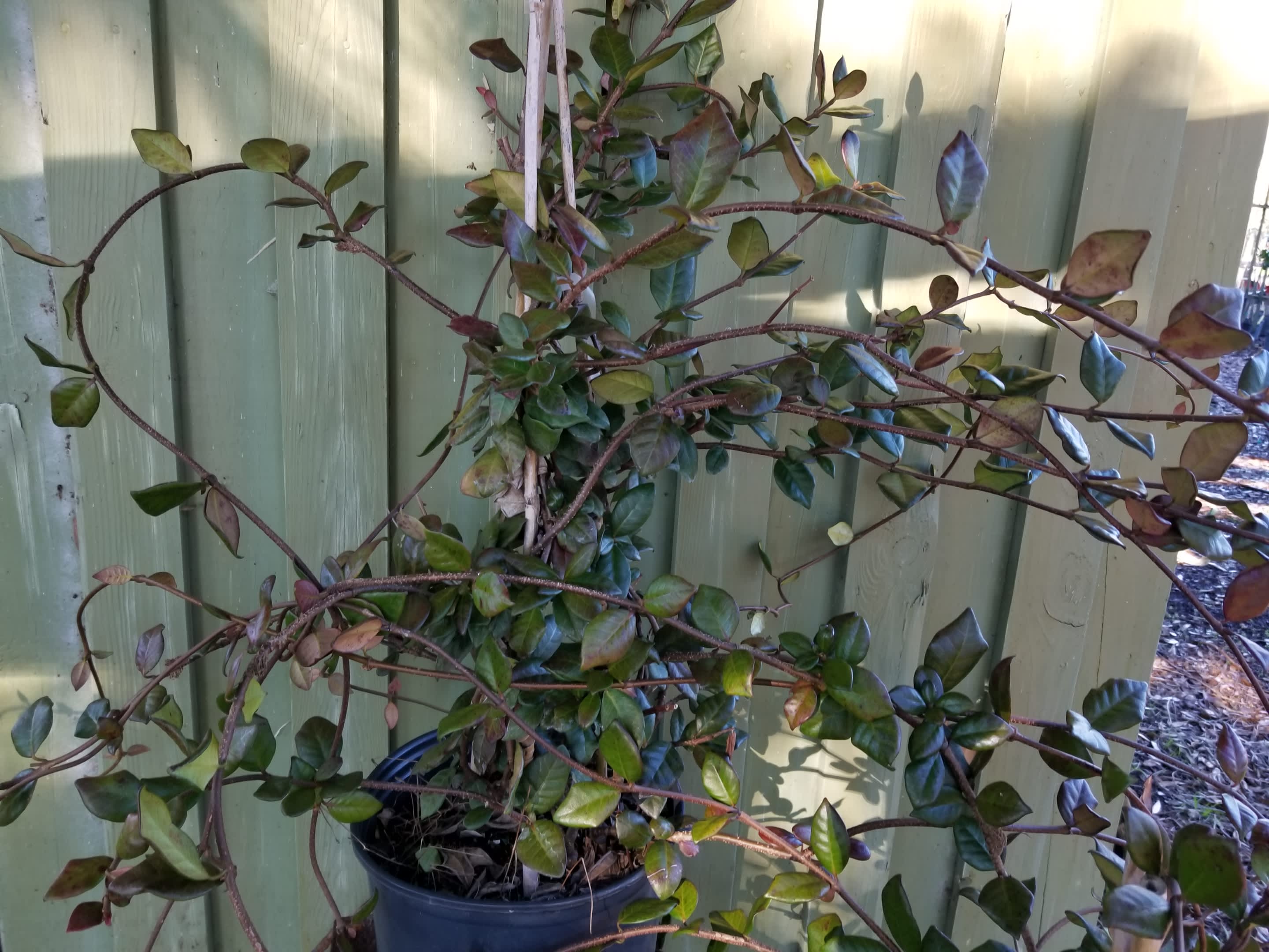 Confederate Jasmine Vine • Just Fruits and Exotics