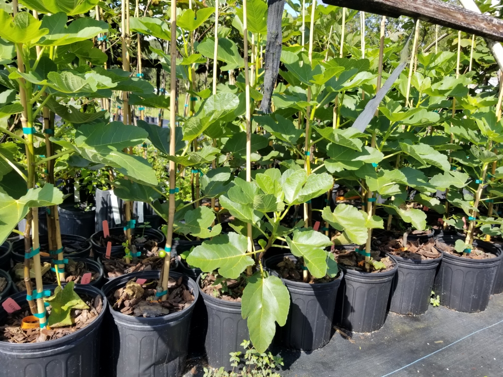 Black Madeira Fig Tree • Just Fruits and Exotics