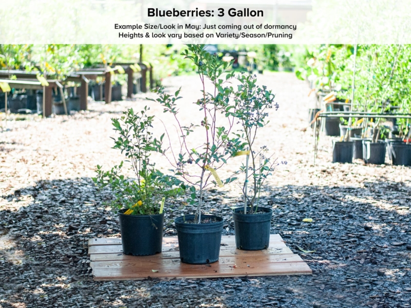 Emerald Blueberry Bush “Southern Highbush” • Just Fruits and Exotics