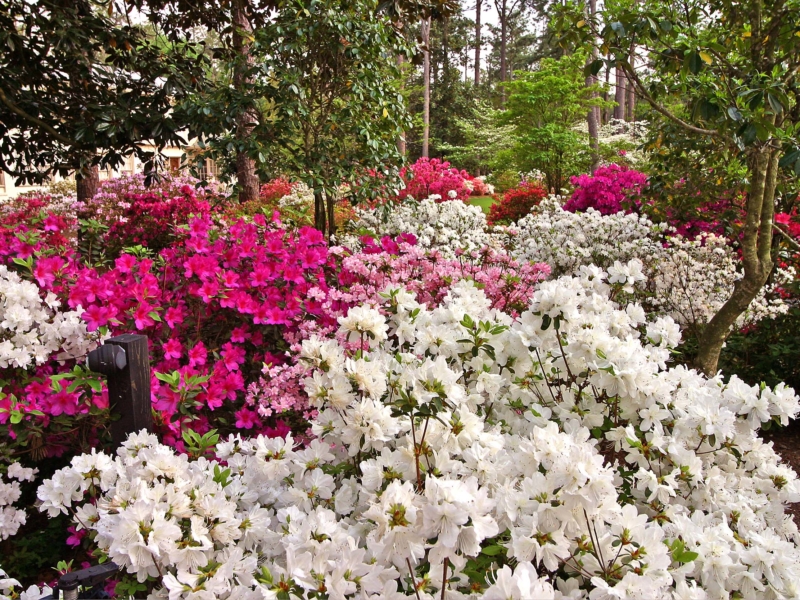 Florida’s Cold Hardiest Plants • Just Fruits and Exotics Florida