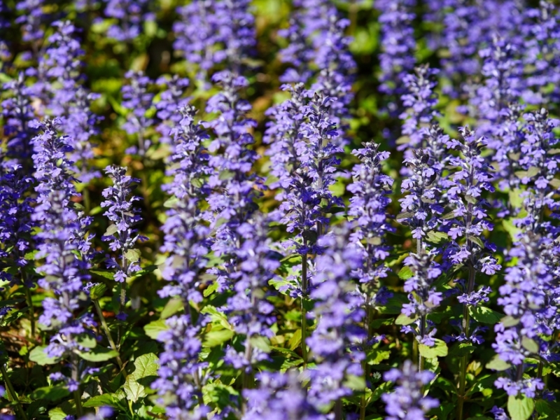 Ground Covers as Mulch Alternatives Just Fruits and Exotics Florida
