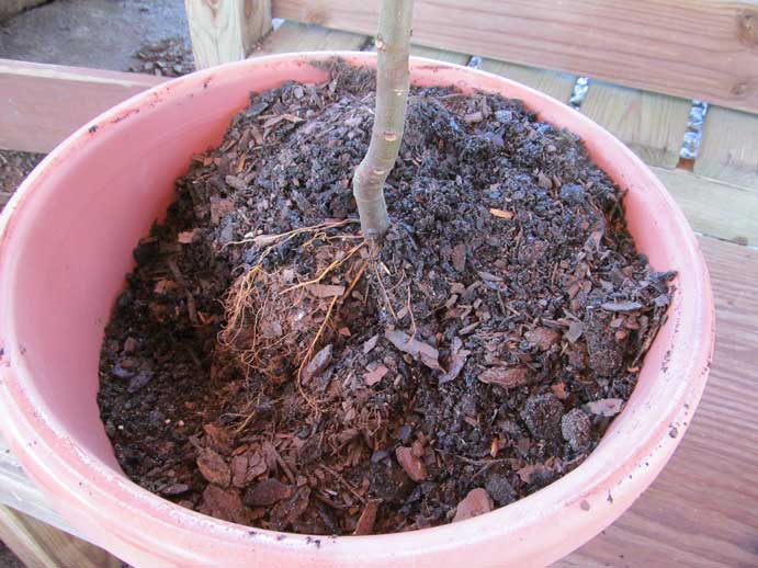 Enjoy Tree Ripened Figs • Just Fruits and Exotics