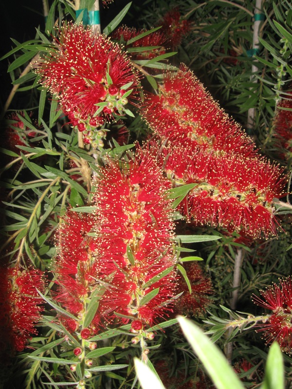 Weeping Plants Drama in the Landscape • Just Fruits and Exotics
