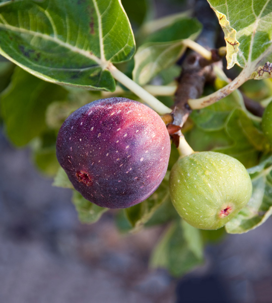 Fruit Trees For North Florida Fruit Trees