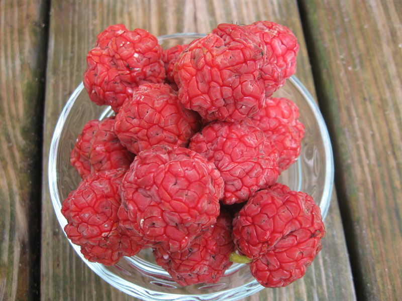 Mandarin Melonberry Cudrania tricuspidata A truly fruit • Just Fruits and Exotics