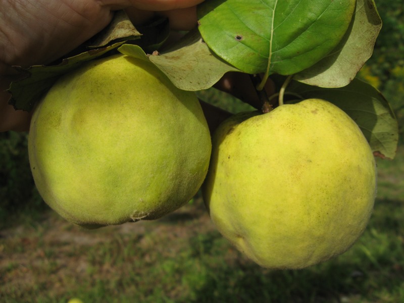 Quince the Hidden Treasure — Just Fruits and Exotics