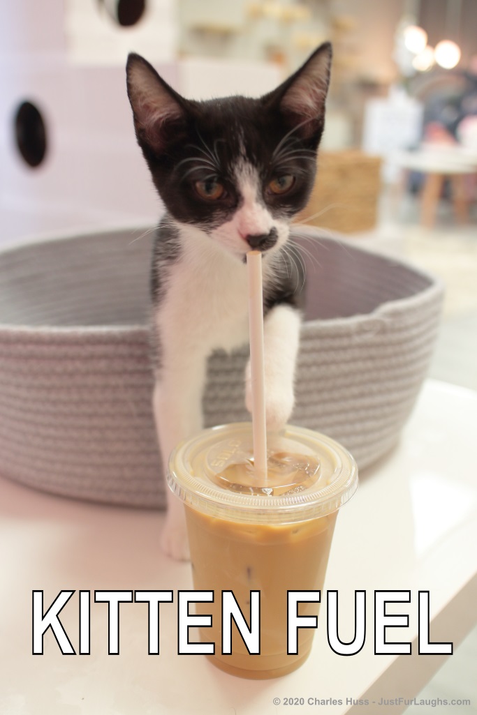 Kitten Fuel Just Fur Laughs