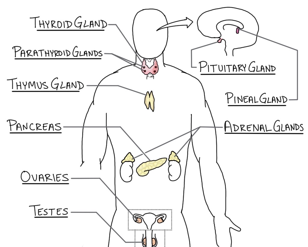 Endocrine System – Videos and Resources – Siebert Science