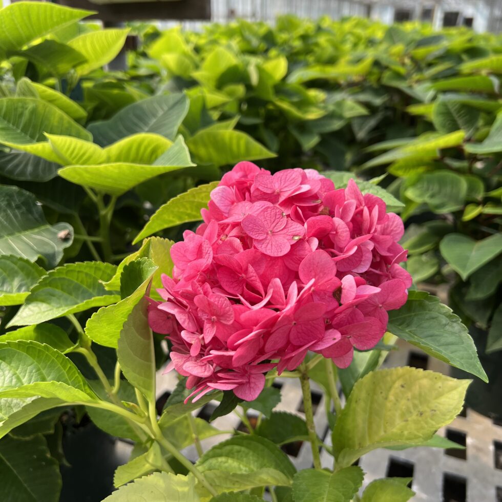 Roberta’s… The Best Way to Achieve a Beautiful Home Garden Just Jill