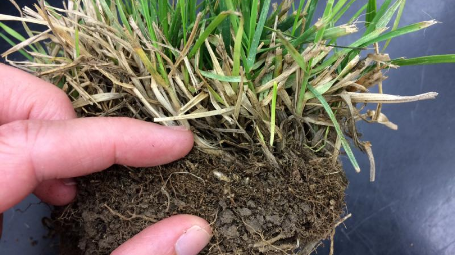 What is lawn Dethatching? Tips & Tricks - justlawnthings.com