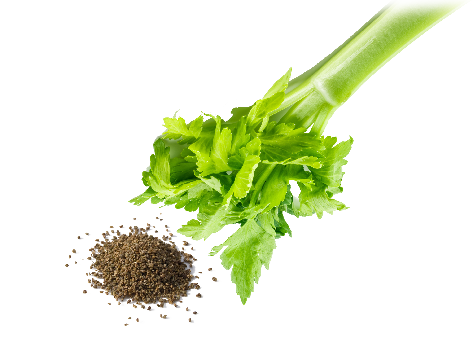 Celery Seed Healing Waves Essential Oil