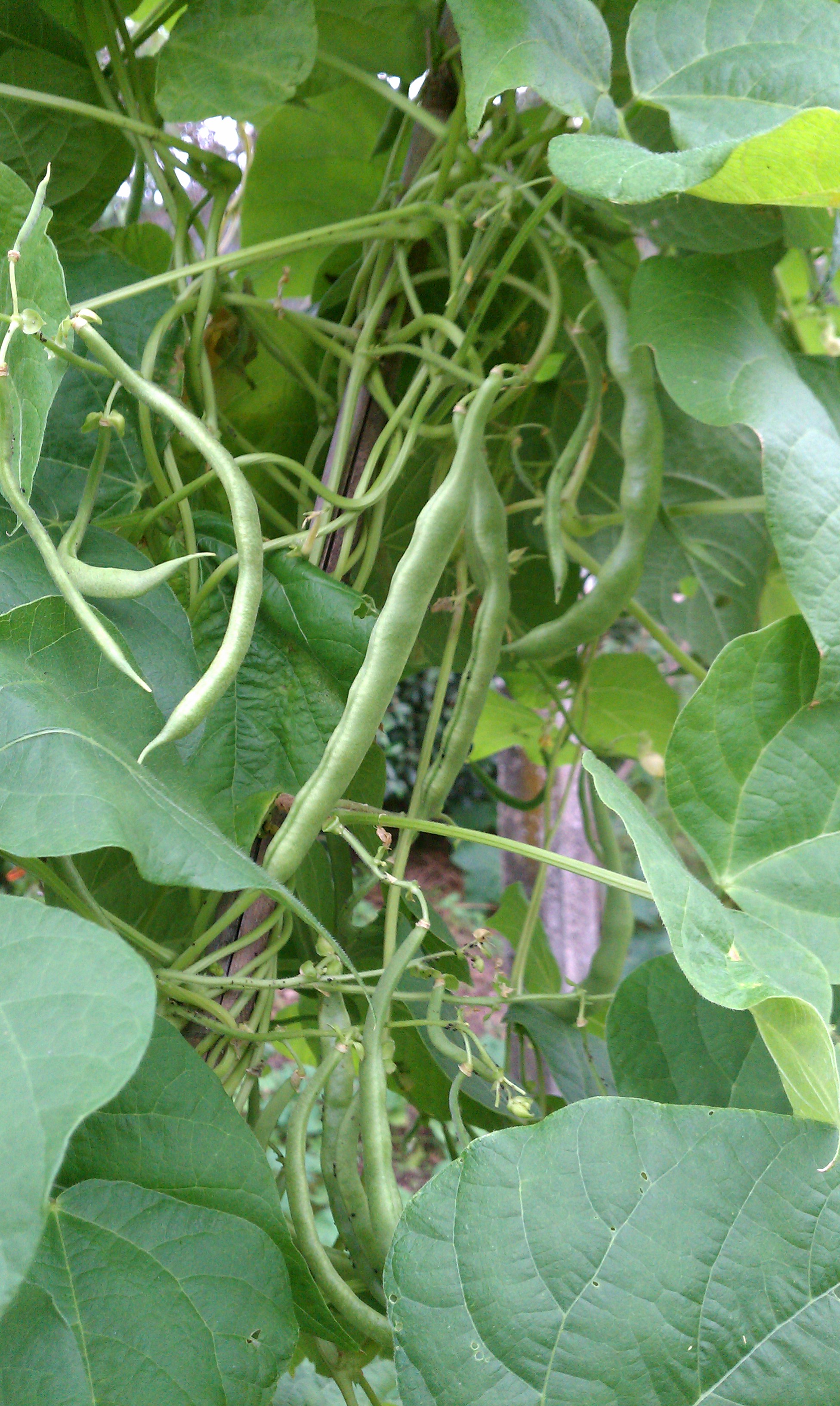 What’s New in my Garden October 2014