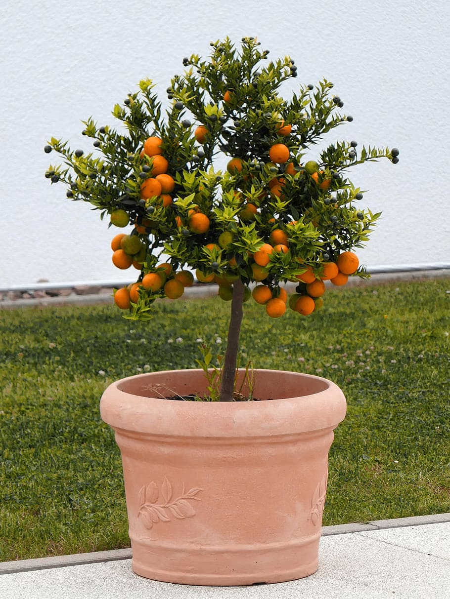 How to Grow Pretty Potted Fruit Trees Even In a Tiny Space Just