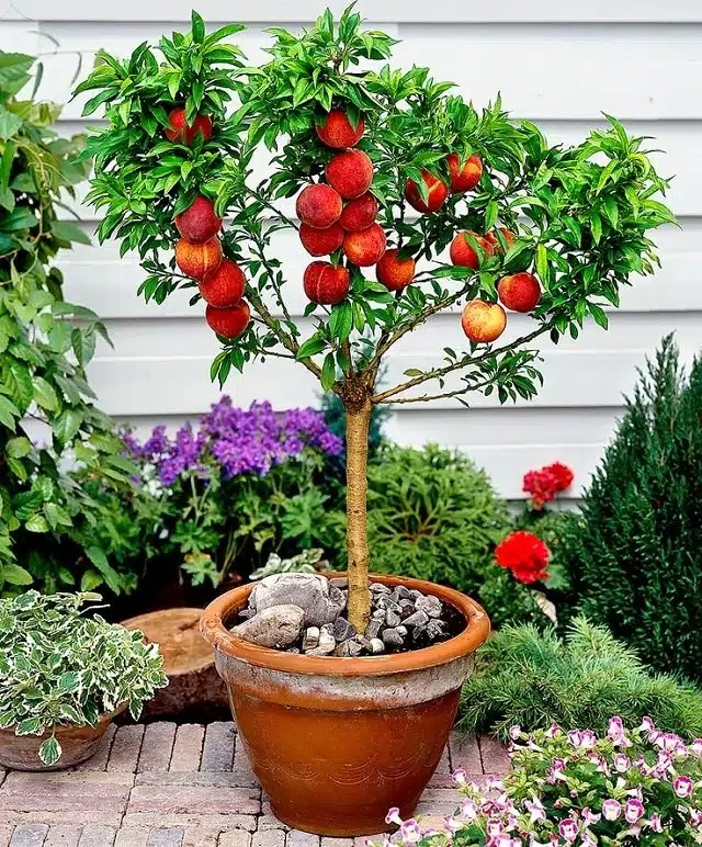 How to Grow Pretty Potted Fruit Trees Even In a Tiny Space Just
