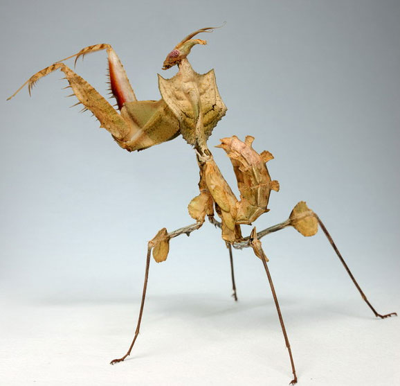 Giant Devil's Flower Mantis JustPaste.it