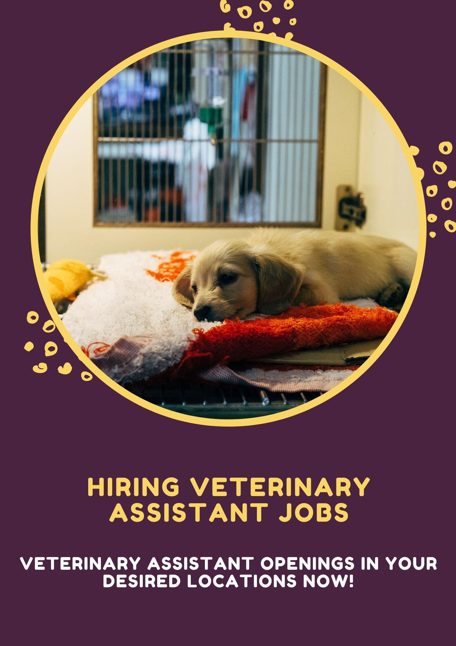Hiring Veterinary Assistant Jobs JustPaste.it