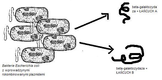 Synteza ludzkiej insuliny za pomocą technologii rekombinowanego DNA