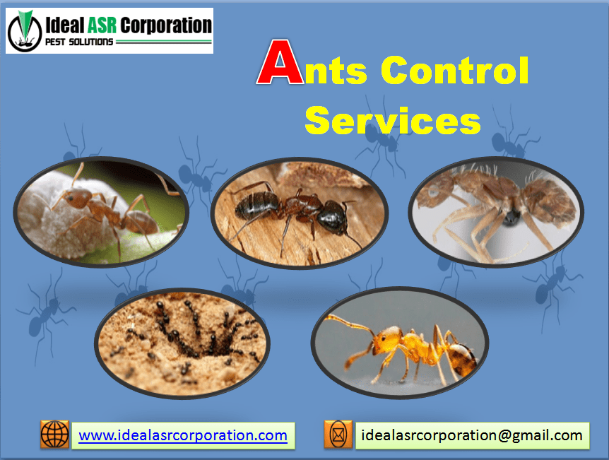 Ants Control Services Ideal ASR. Pest Control Service Indore