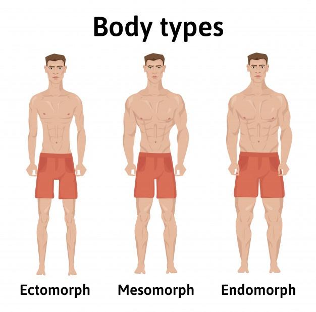 The Best Diet & Guide for Mesomorph Body Type JustPaste.it
