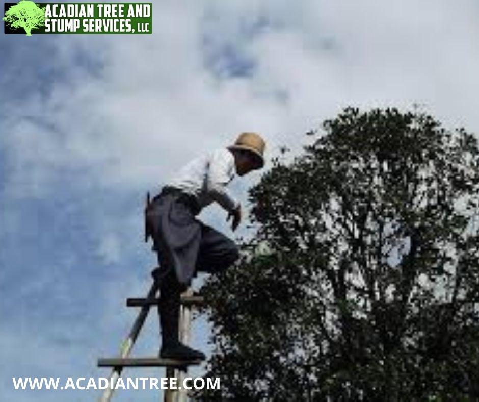 Pass Christian tree removal Acadian Tree Removal and Stump Services