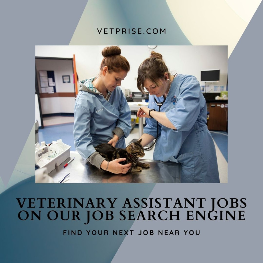Search Veterinarian Assistant Jobs JustPaste.it