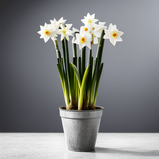Growing Paperwhite Narcissus Indoors Just Plant Crazy