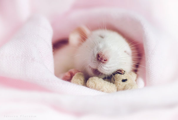12 photos of rats with teddy bears that will make you go "awww"