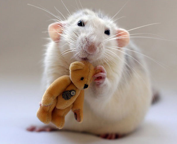 12 photos of rats with teddy bears that will make you go "awww"