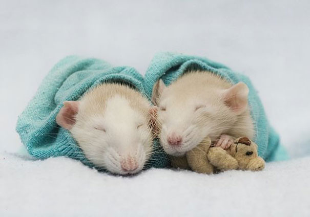 12 photos of rats with teddy bears that will make you go "awww"