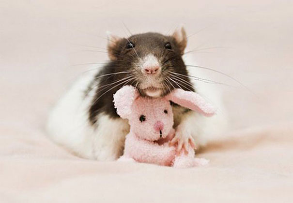 12 photos of rats with teddy bears that will make you go "awww"