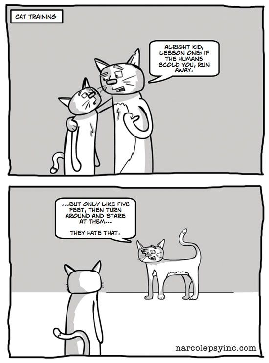 30 Hilarious Struggles Only Cat Owners Will Understand Simon Howes 30-hilarious-struggles-only-cat-owners-will-understand-simon-howes