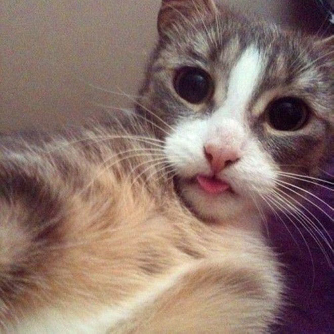 The 24 Funniest Photos Of Cats Taking Selfies. 5 Really Made My Day LOL!