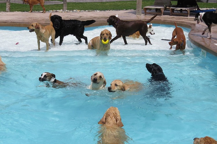 A 'Pool Pawty' At A Doggy Daycare Center Is The Funniest Thing A Puppy